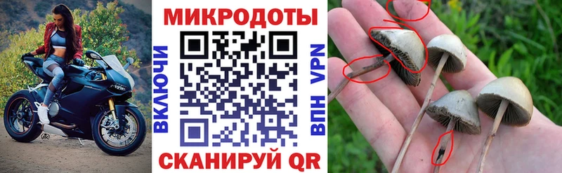 Псилоцибиновые грибы мицелий  Чегем 